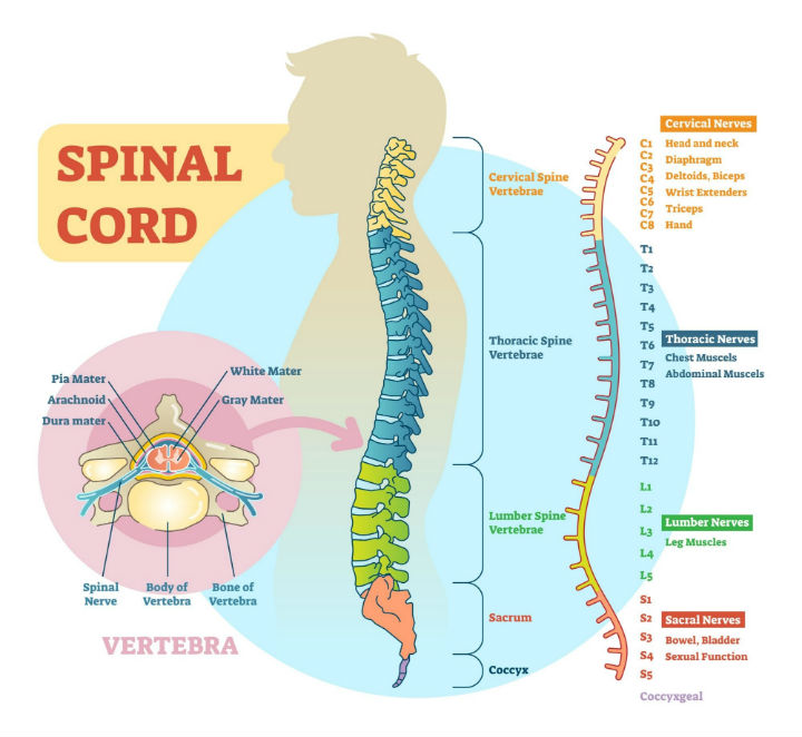 Anatomie du cou