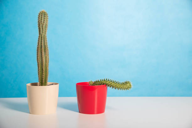 Deux pots rouge et blanc avec un grand et un petit cactus sur fond bleu.  Le concept de médicaments pour améliorer l'érection et la libido.  Viagra, santé masculine.